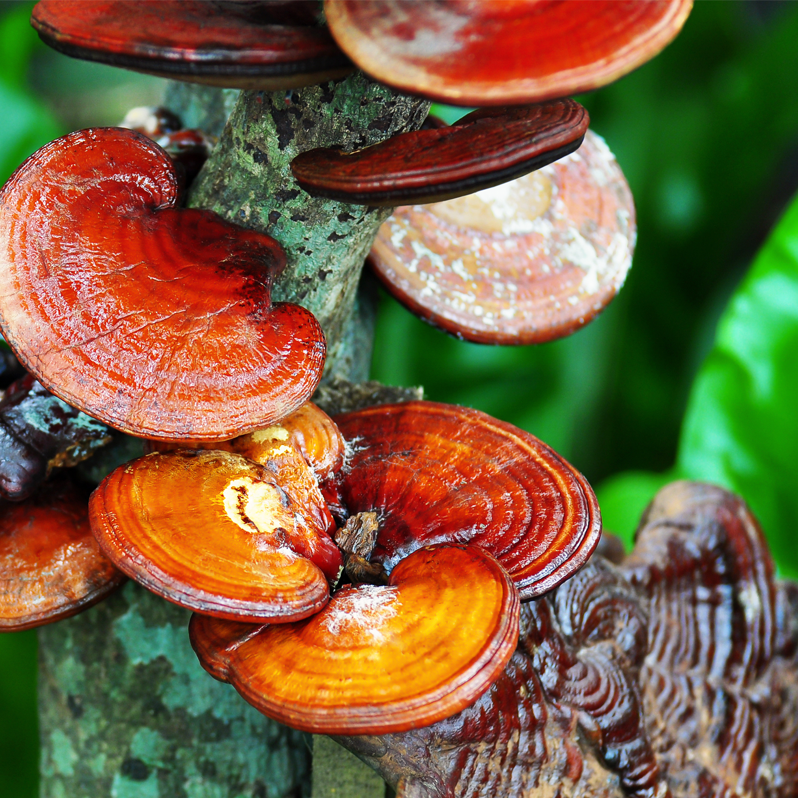 Polysaccharides – How Mushrooms can Improve Your Immune System