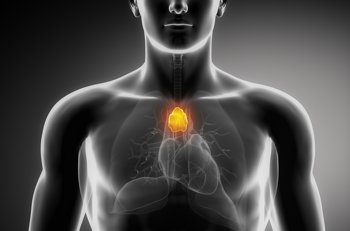 The Thymus Is Crucial For Adults